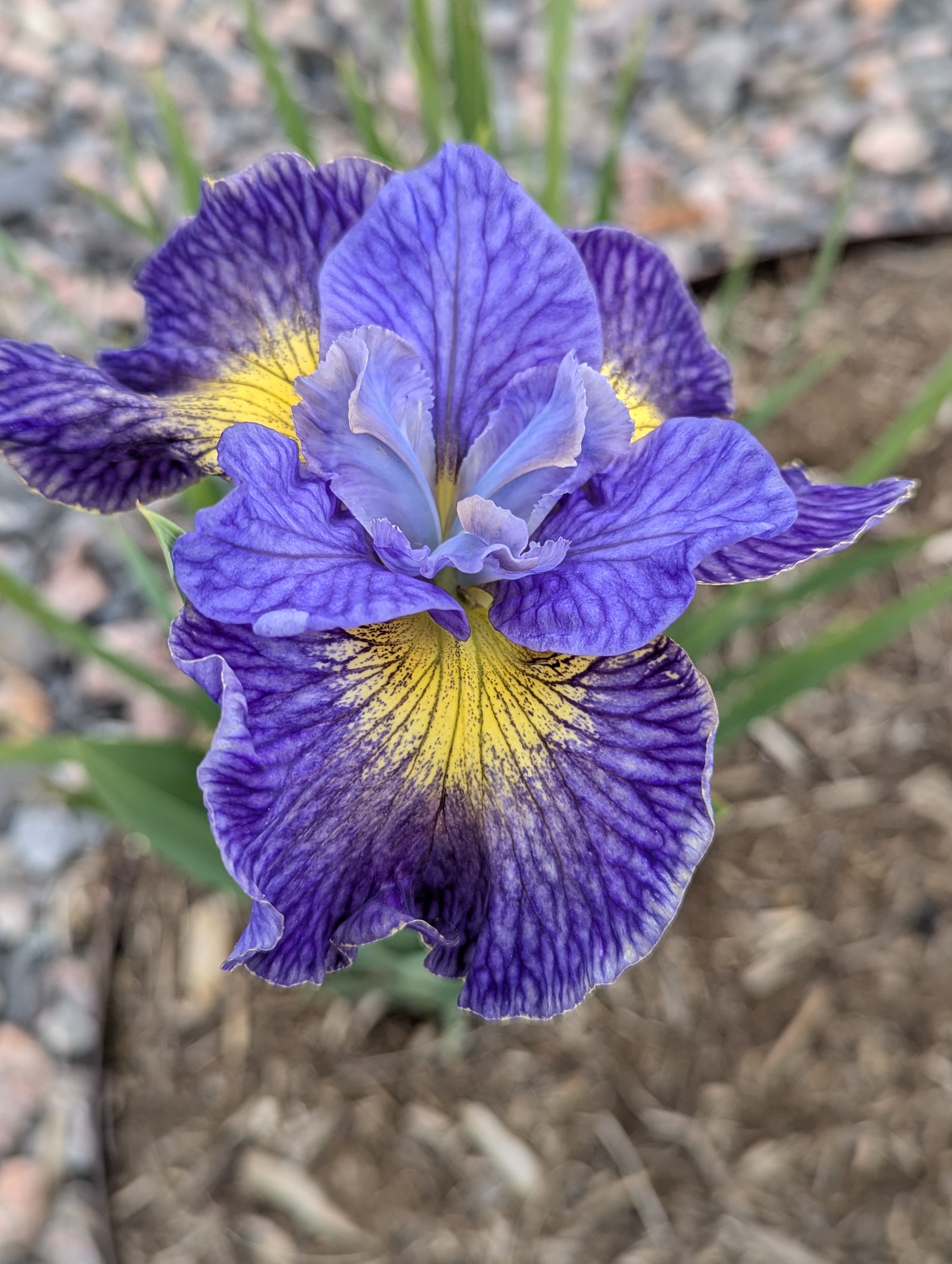 Garden, Flowers, Morrison, Colorado